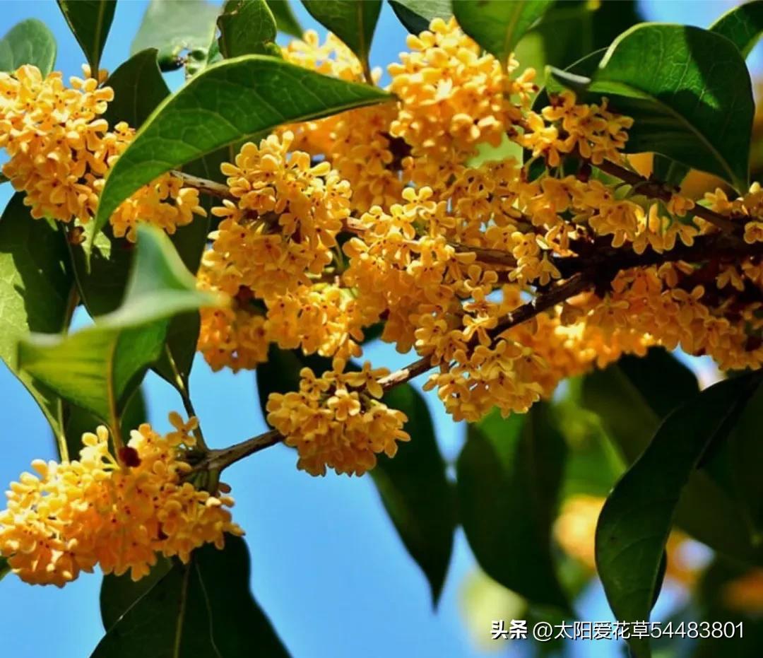 种树风水讲究五棵,院中种哪五种树最好风水