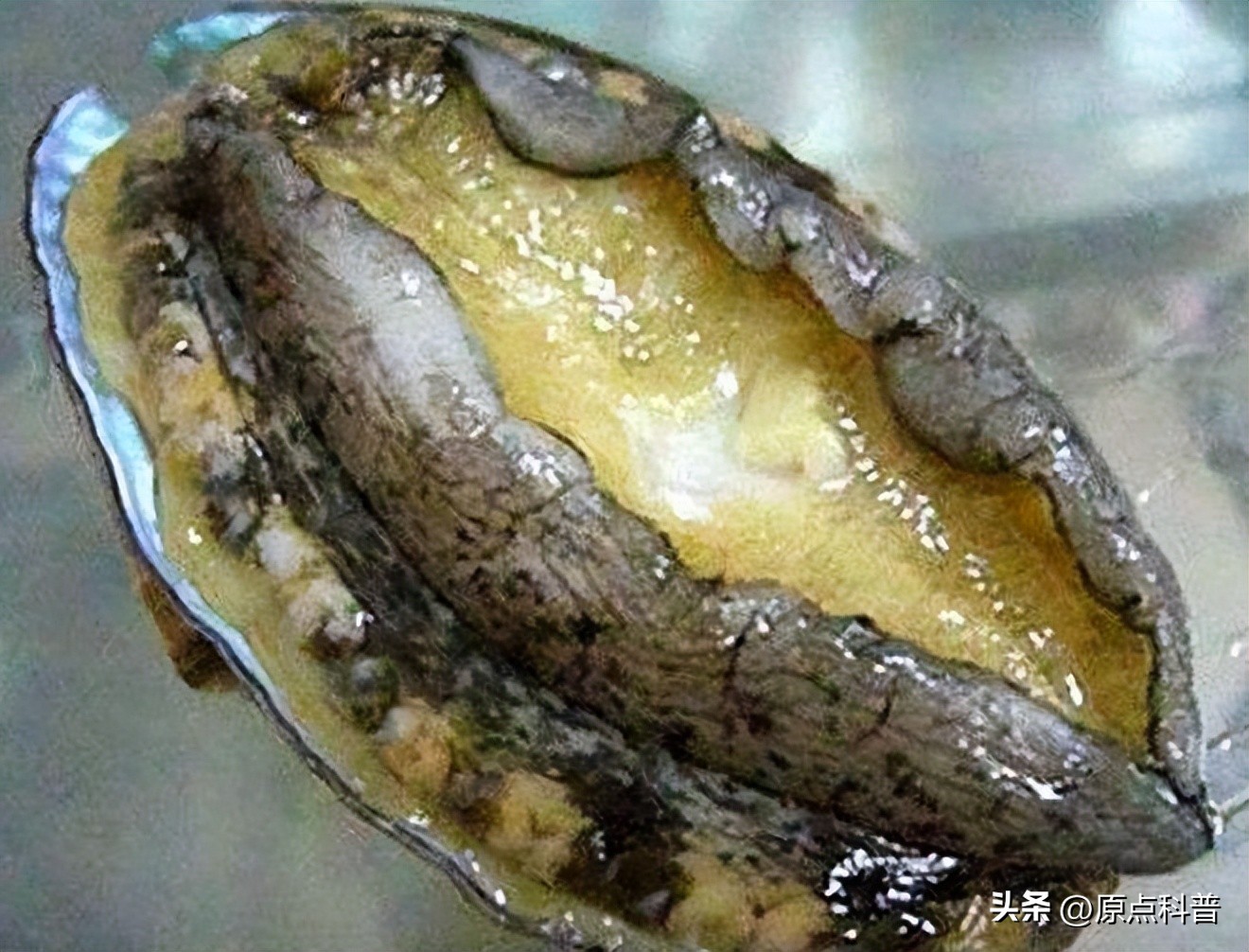 世界十大顶级海鲜排名,世界上十大最贵的十种海鲜