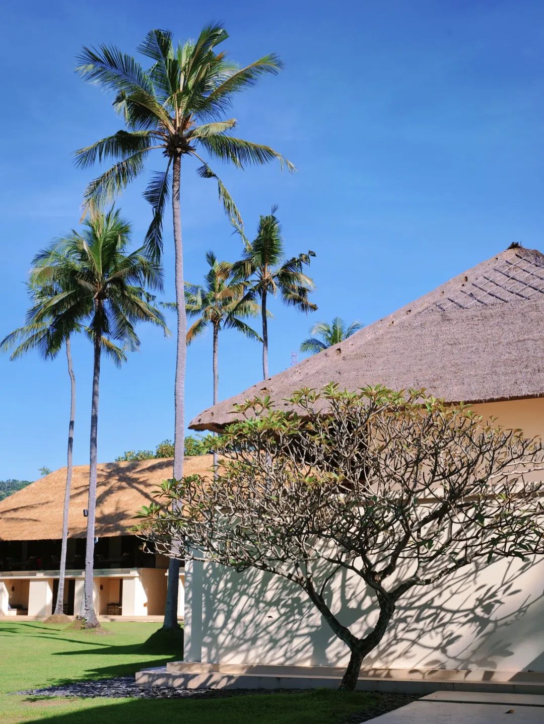 这可能是全球性价比最高的一家阿丽拉