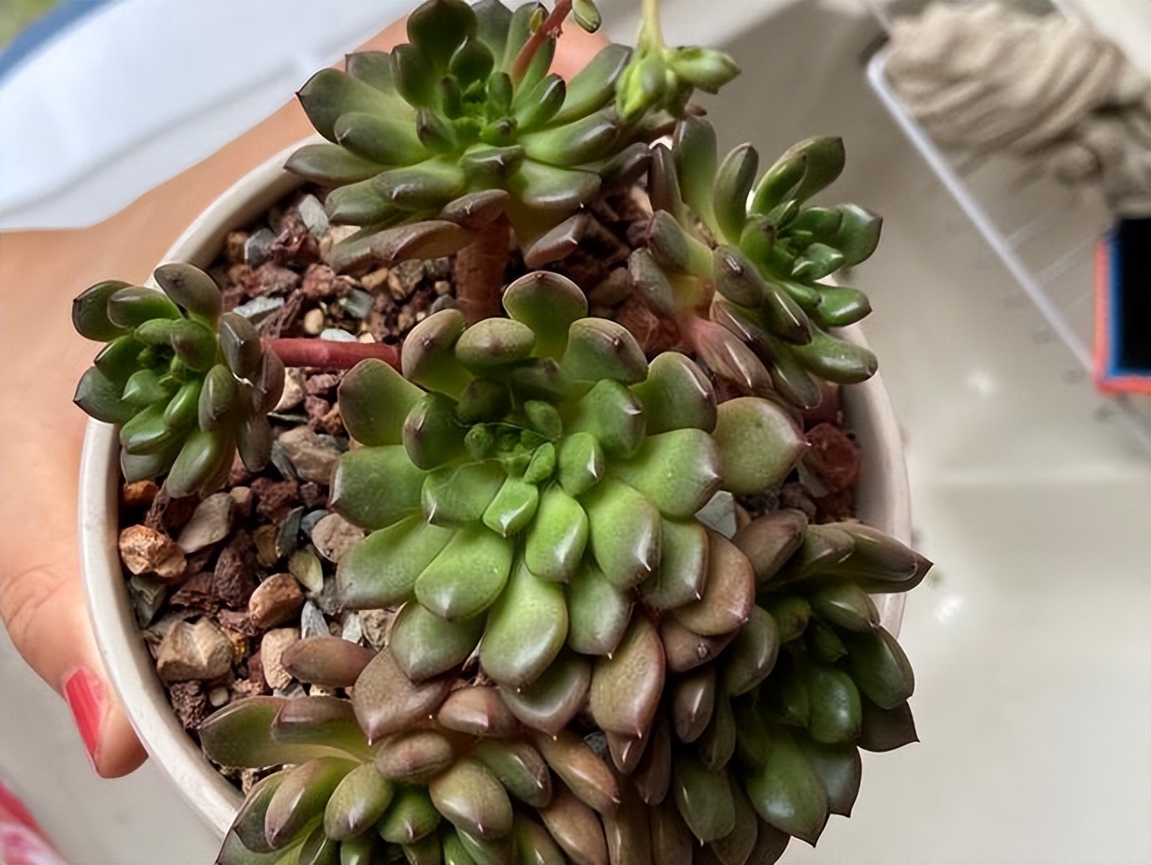 多肉红宝石夏季多长时间浇一次水,多肉红宝石徒长