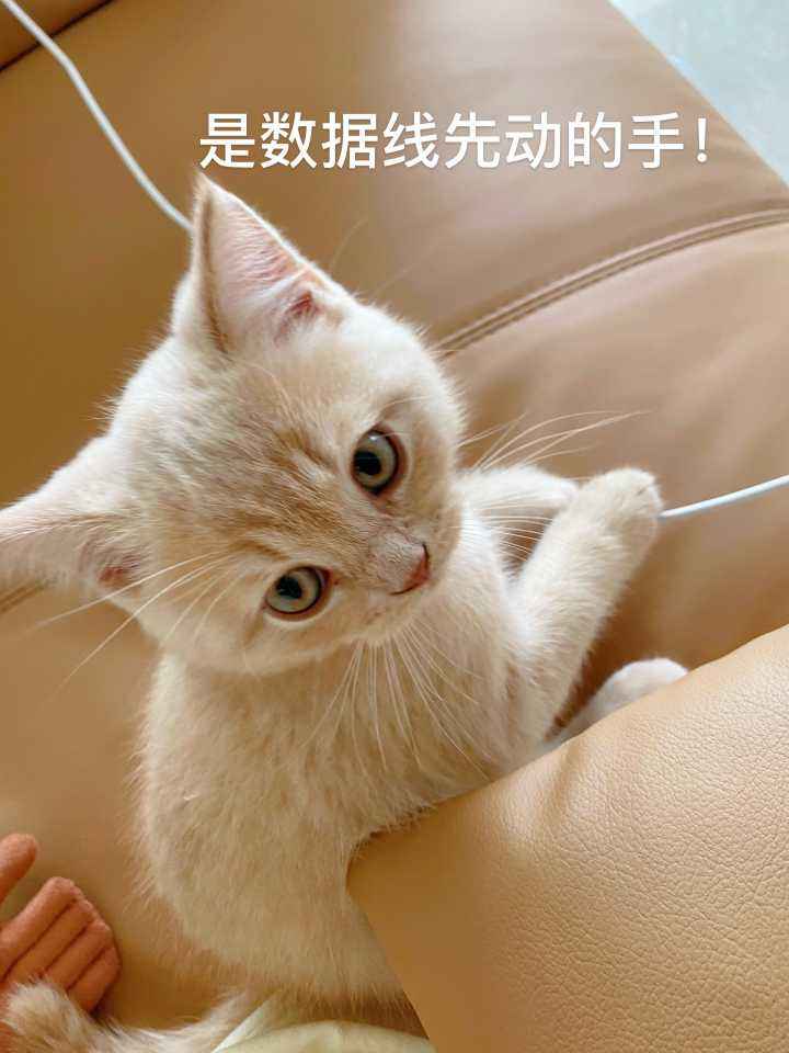 猫咪喜欢玩什么玩具图片,猫咪喜欢的玩具有哪些
