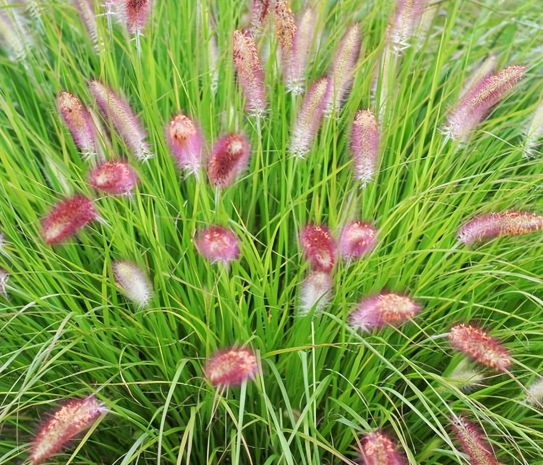 狗尾巴草哪部分可煮水喝,狗尾巴草煮水喝的功效及传说