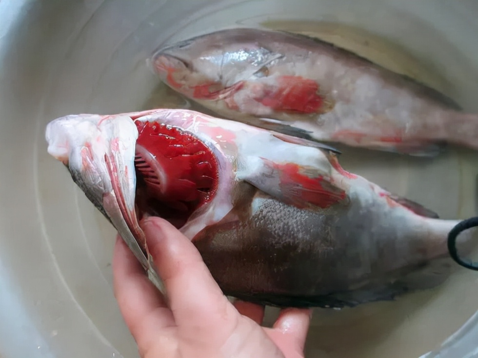 买海鲜怎么挑,买海鲜怎么挑鲜度性价比最高