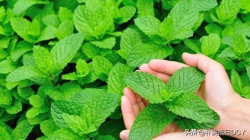 夏季清凉小薄荷,夏天薄荷茶饮