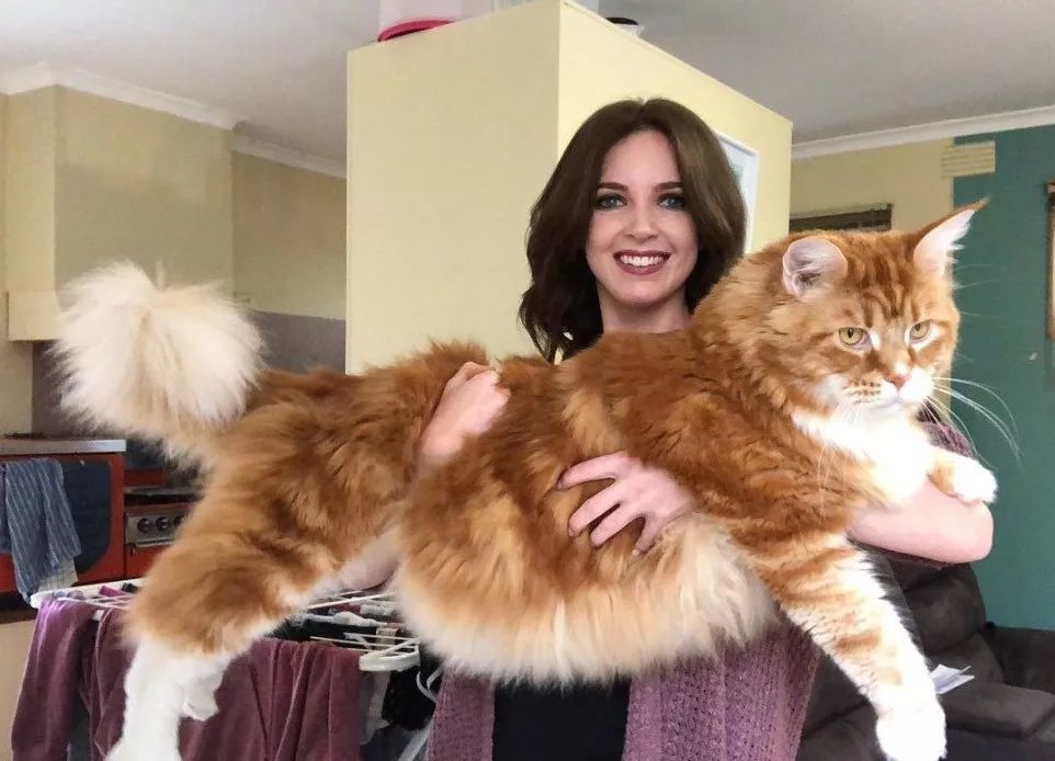 猫会跟着有灵性的人,猫是有灵性的好可爱的猫