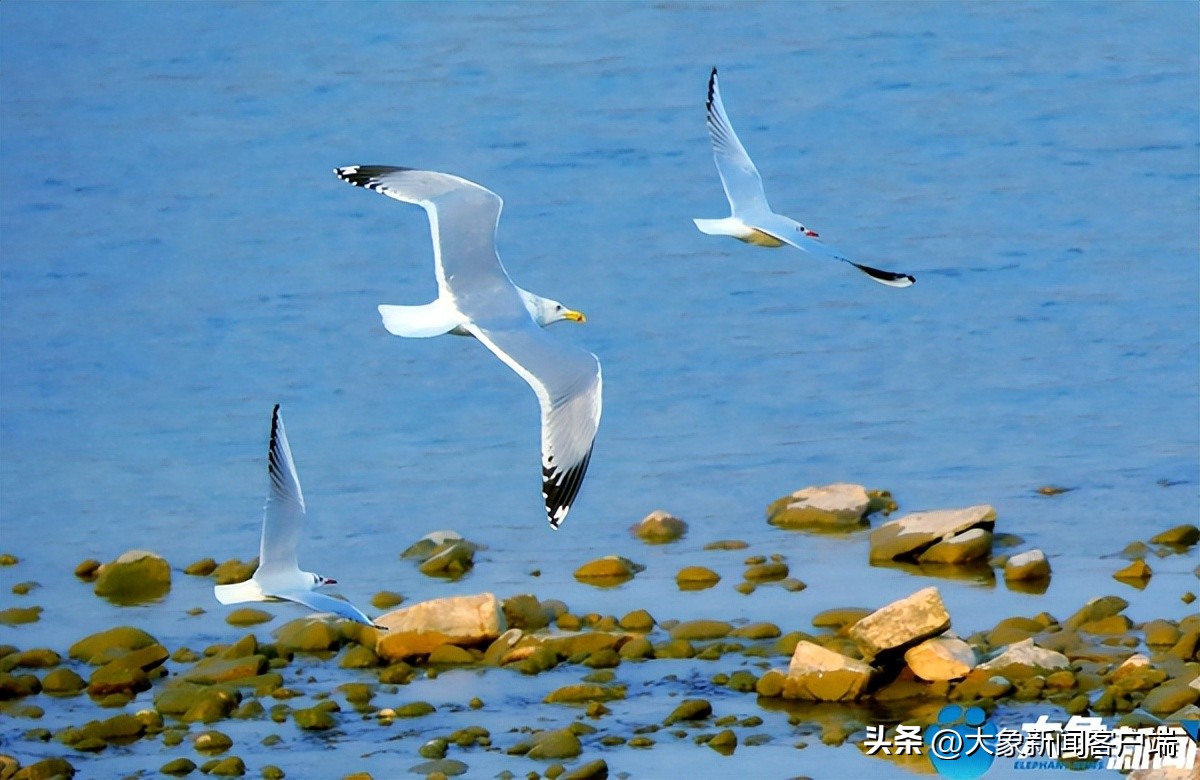 河南省黄河迎宾馆雪景,洛阳春来花似锦
