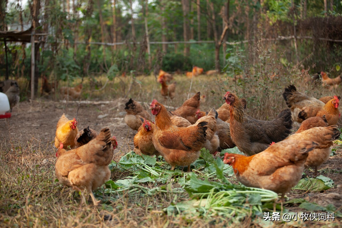 鸡肠炎吃什么药好得快效果最好,鸡得了坏死性肠炎怎样修复肠道