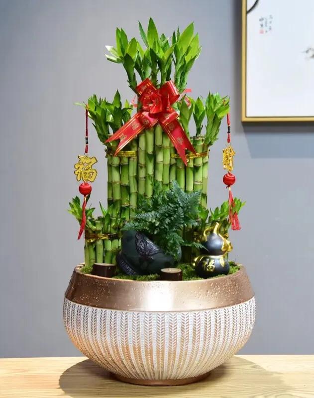 富贵竹茎叶青翠,大竹叶富贵竹