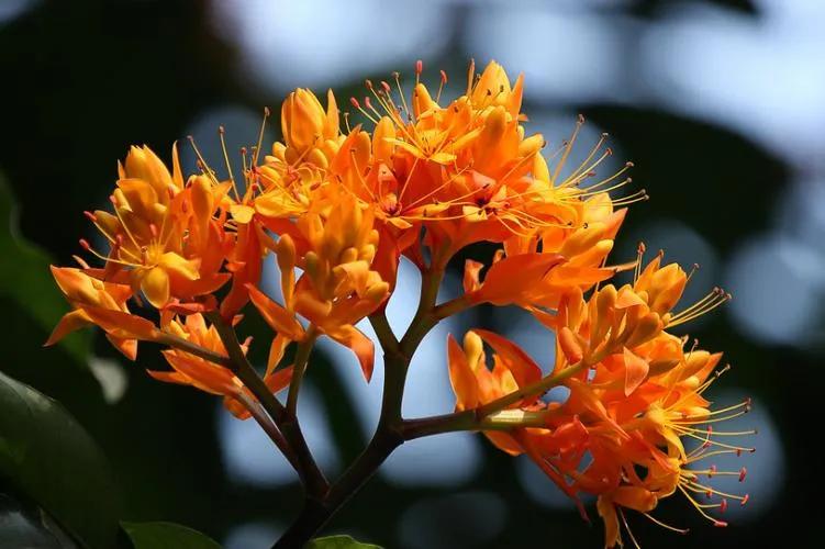 佛教四大圣树介绍,佛教“四圣树”之一