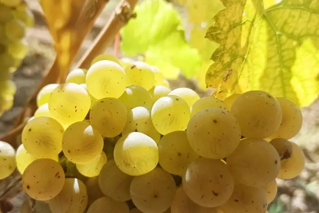 北京葡萄酒产区有哪些,离北京最近的河北地区