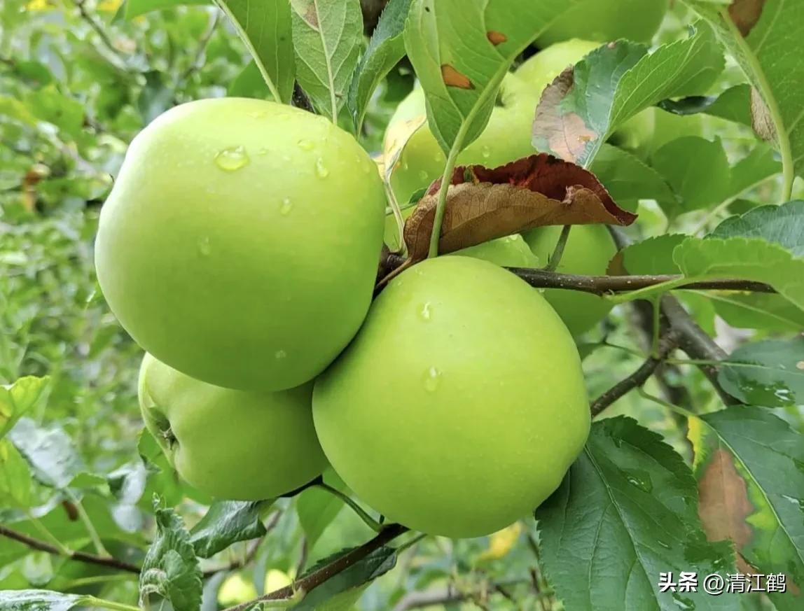 各种保鲜剂防腐剂的用法,赤霉素保鲜