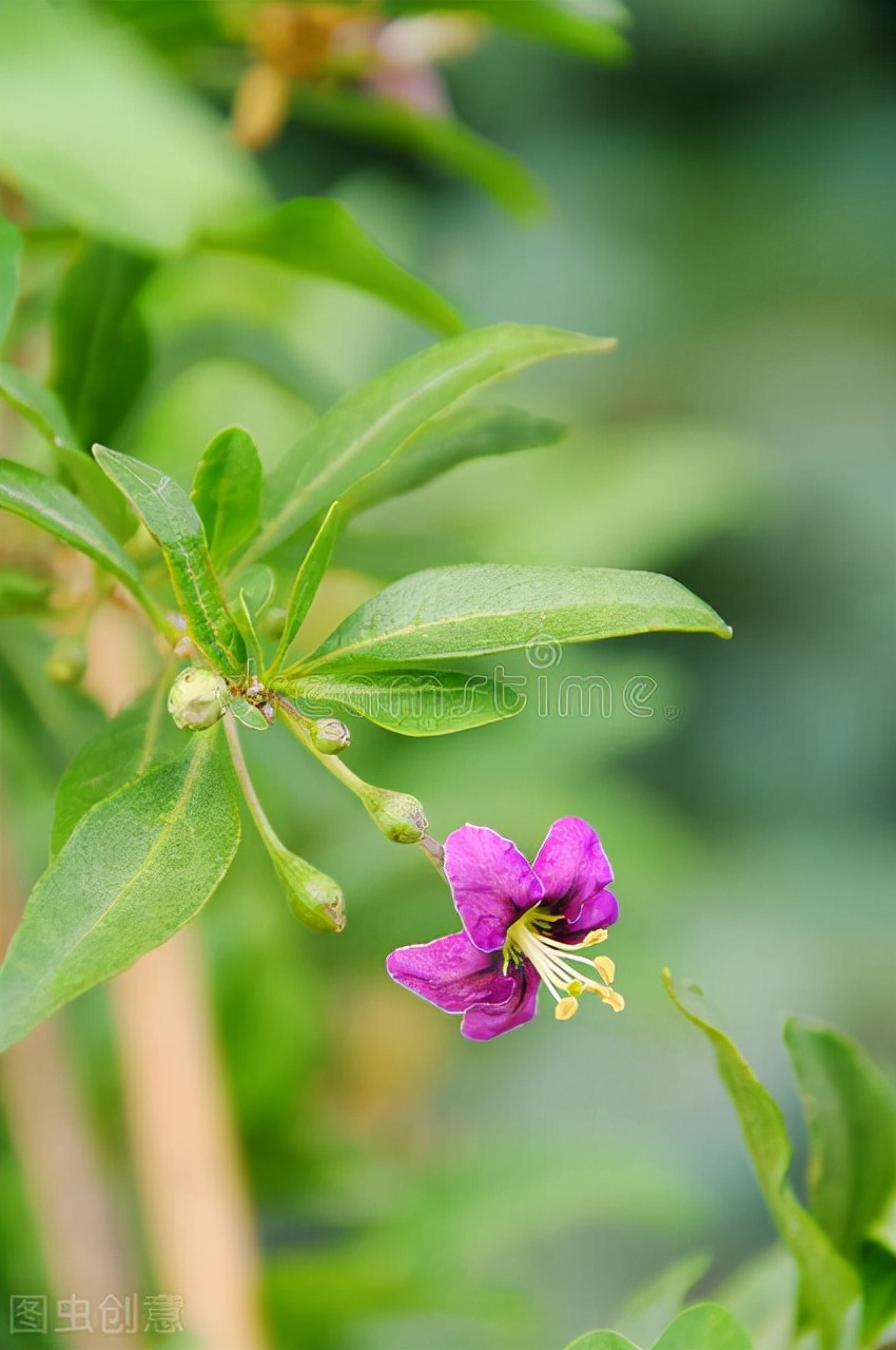 美貌却不美味的假狗*子奶**和貌丑却酸甜可口的狗*子奶**，你好哪一口？