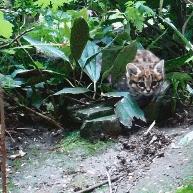 什么猫咪和英短合得来,猫咪长毛英短怎么区分公母