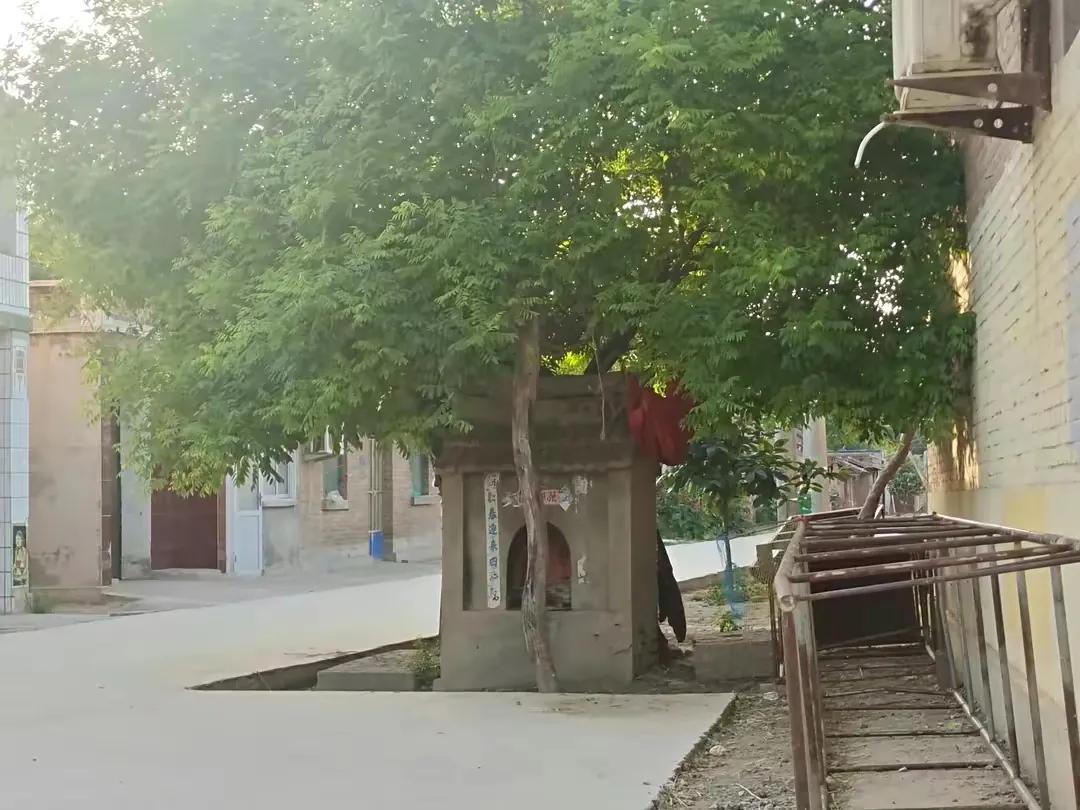 成武县古树,临武县古树