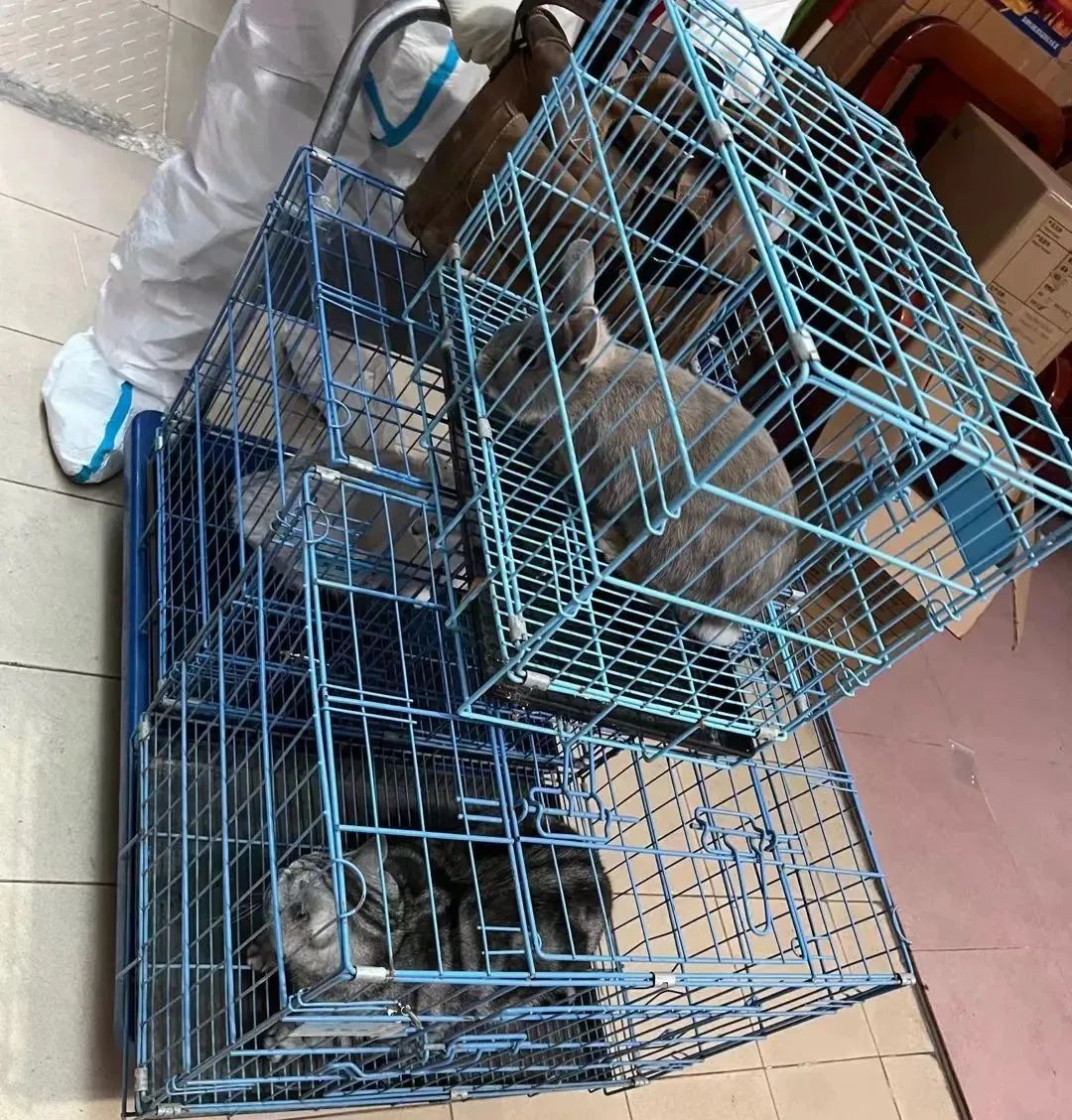 全国首个宠物方舱媒体评论,全国首个宠物方舱建成