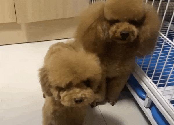 泰迪犬该如何训练视频讲解,泰迪犬怎么训练十大基础动作