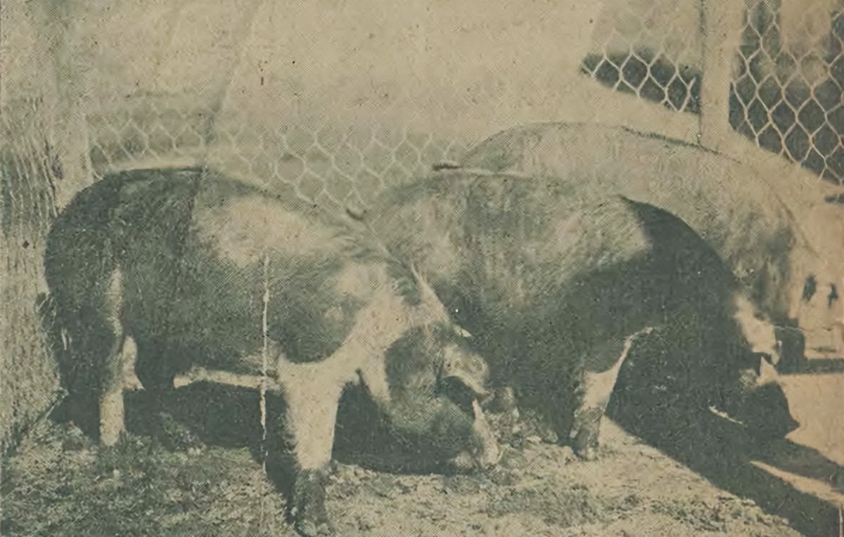 川猪变种记（中）转折