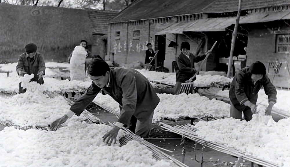 棉田记事：棉花不是花，但它比鲜花更美