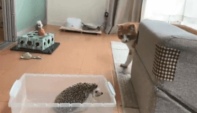 傻猫摸小刺猬被吓到了,傻猫欺负小鸡