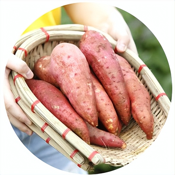 夏季什么排骨汤养胃,养胃食谱夏季家常菜谱