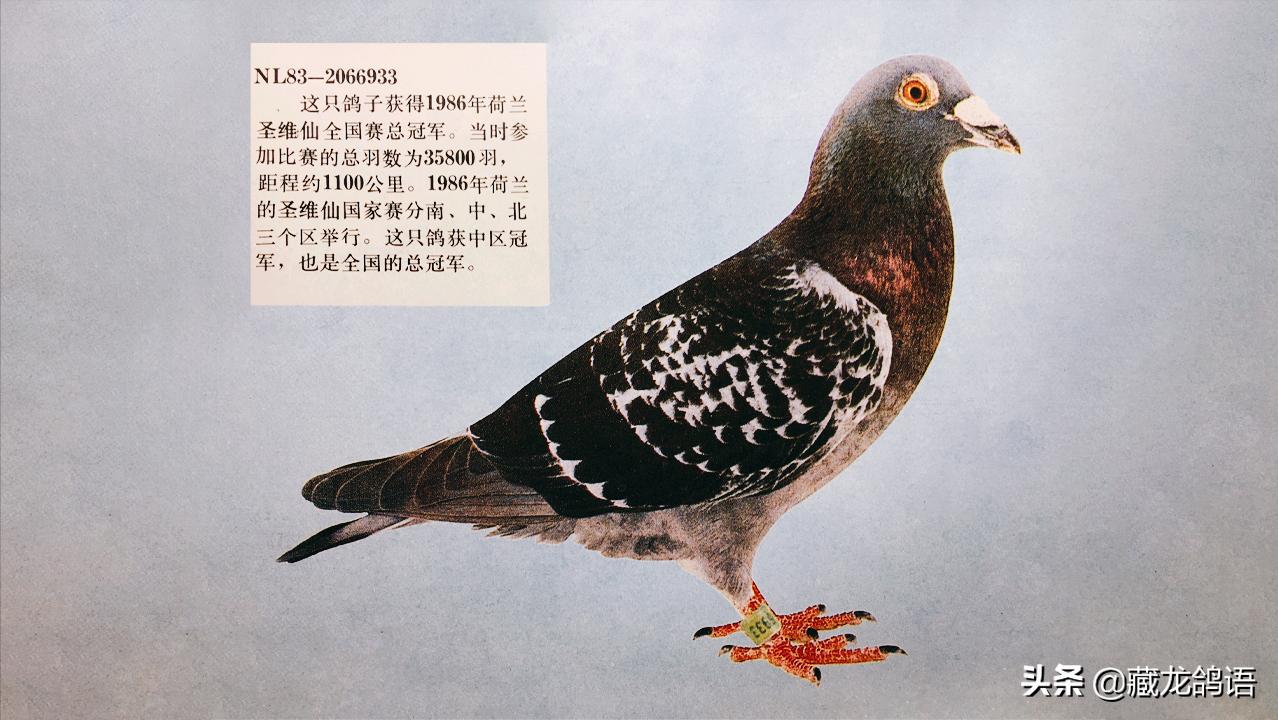 谈种鸽配对,谈论鸽子的事情