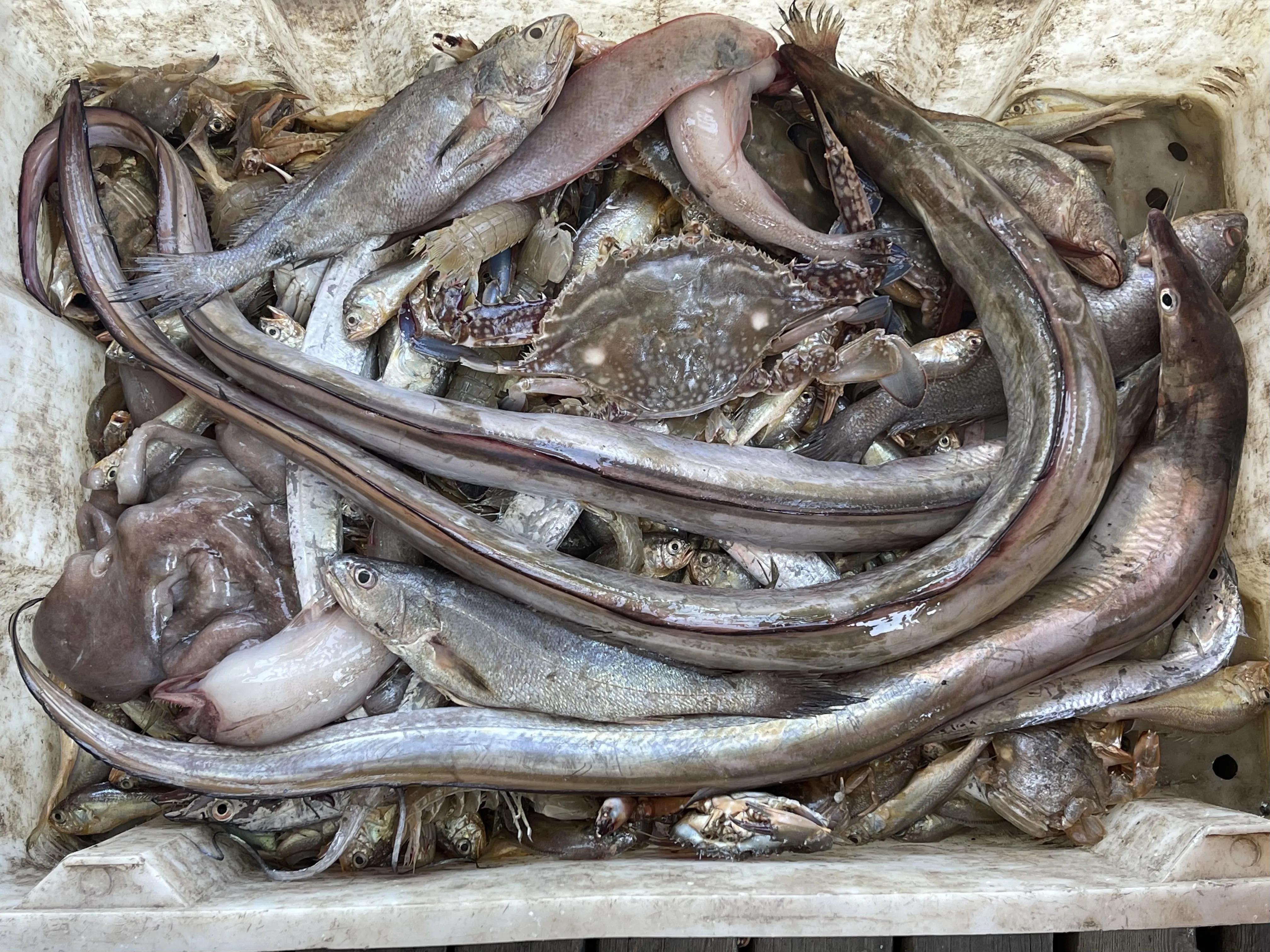 嵊泗花鸟岛和枸杞岛亲子游,嵊泗花鸟岛和枸杞岛哪个值得去