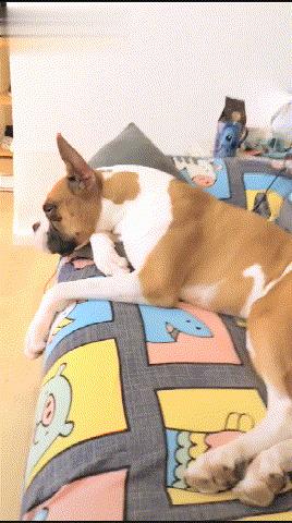 狗狗拿你当妈妈的7种表现,如果狗狗把你当成父母有几种表现