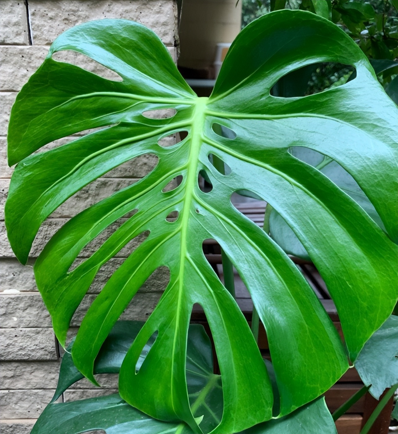 吸甲醛的绿植最好养的,哪一种绿植对新装修的房子最有效