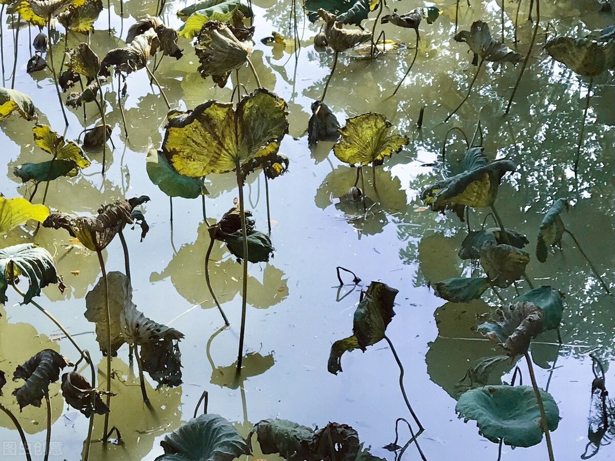 离离原上草一岁一枯荣的翻译,离离原上草一岁一枯荣诗句的意思