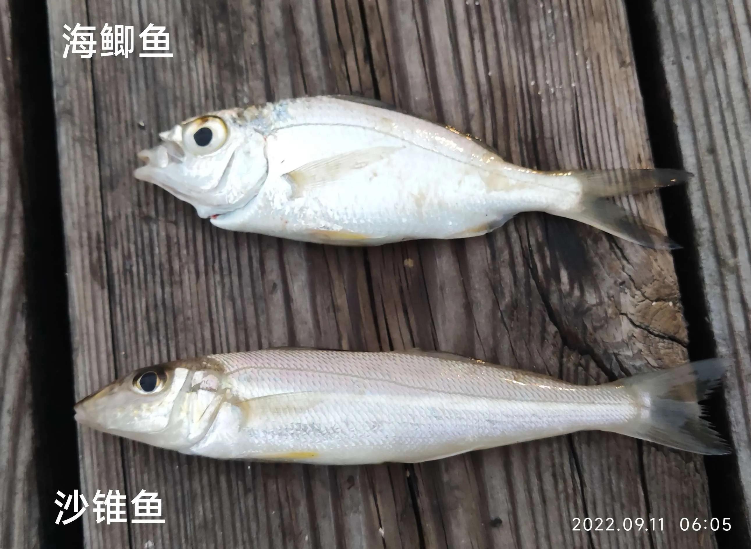 20种常见海鱼,十大常见野生海鱼