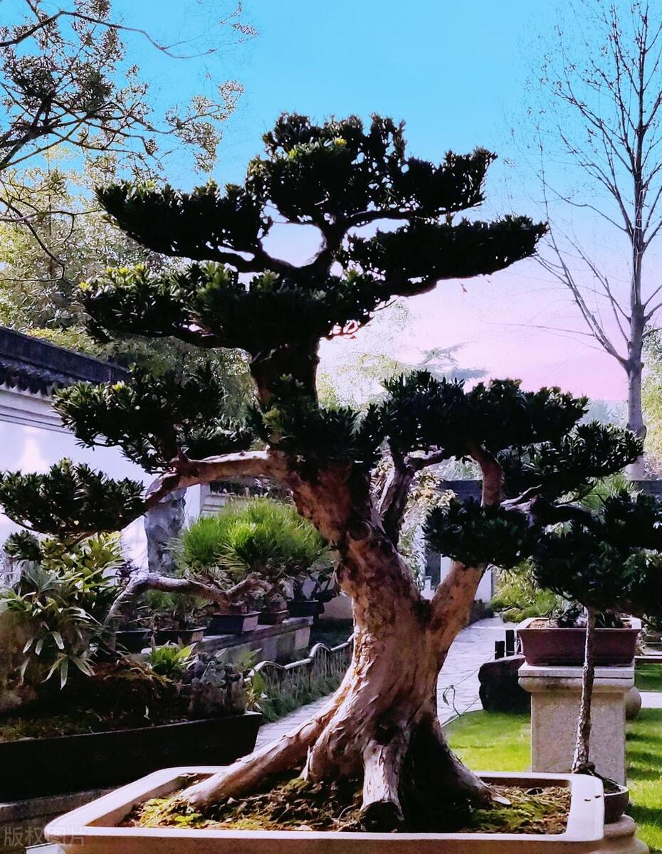 富贵树盆景叶子发黄怎么办,罗汉松树的叶子发黄怎么回事