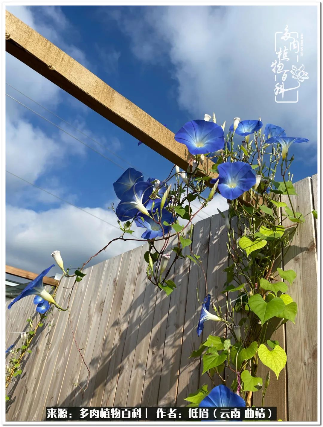 养了8年的多肉,养了七年多肉