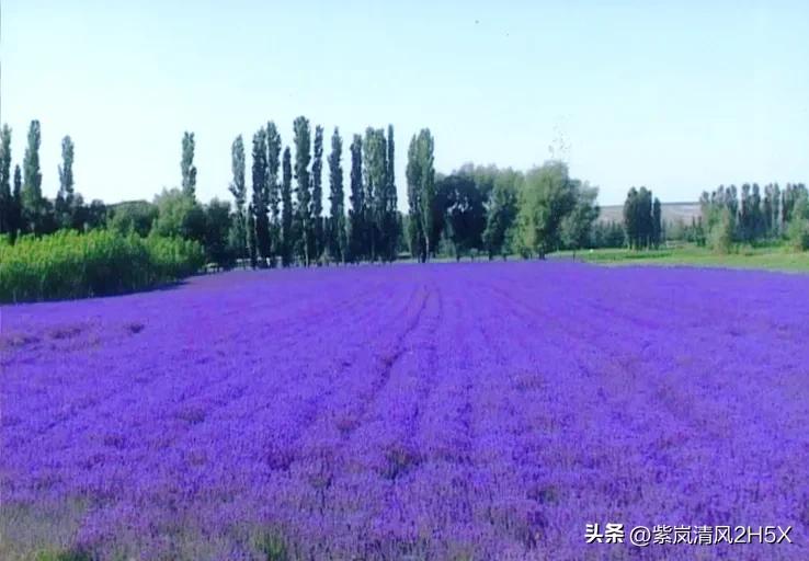 伊犁大地盛开的精神之花
