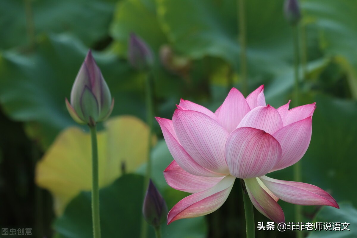 语文八年级上册第六单元,八年级上册语文六单元知识点