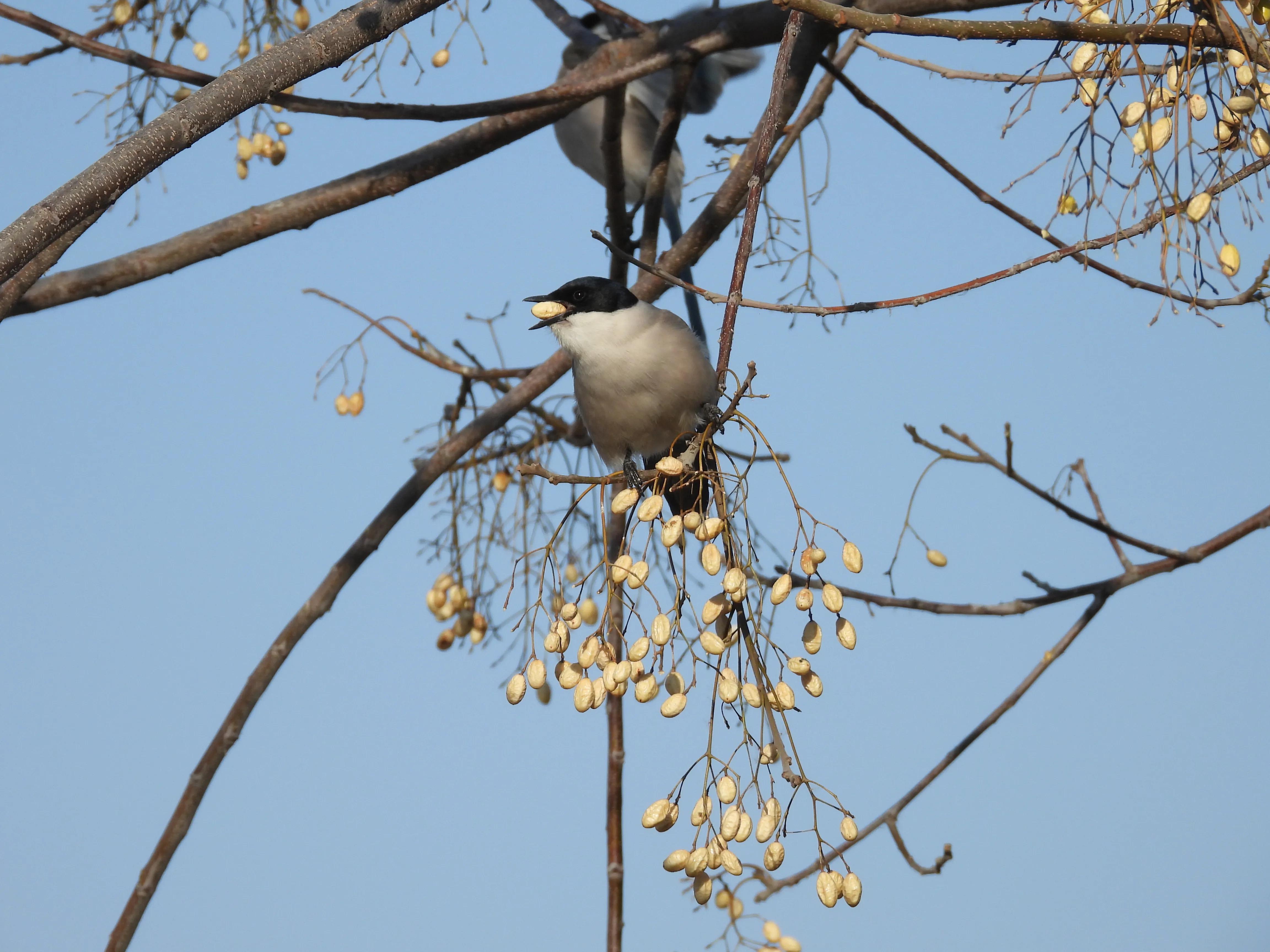灰喜鹊冬天食物,灰喜鹊喂什么