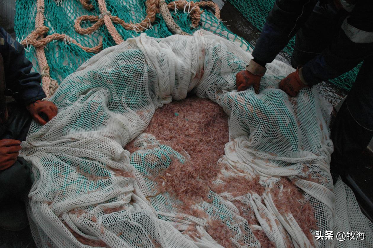 南极磷虾船最新消息,南极磷虾大爆发