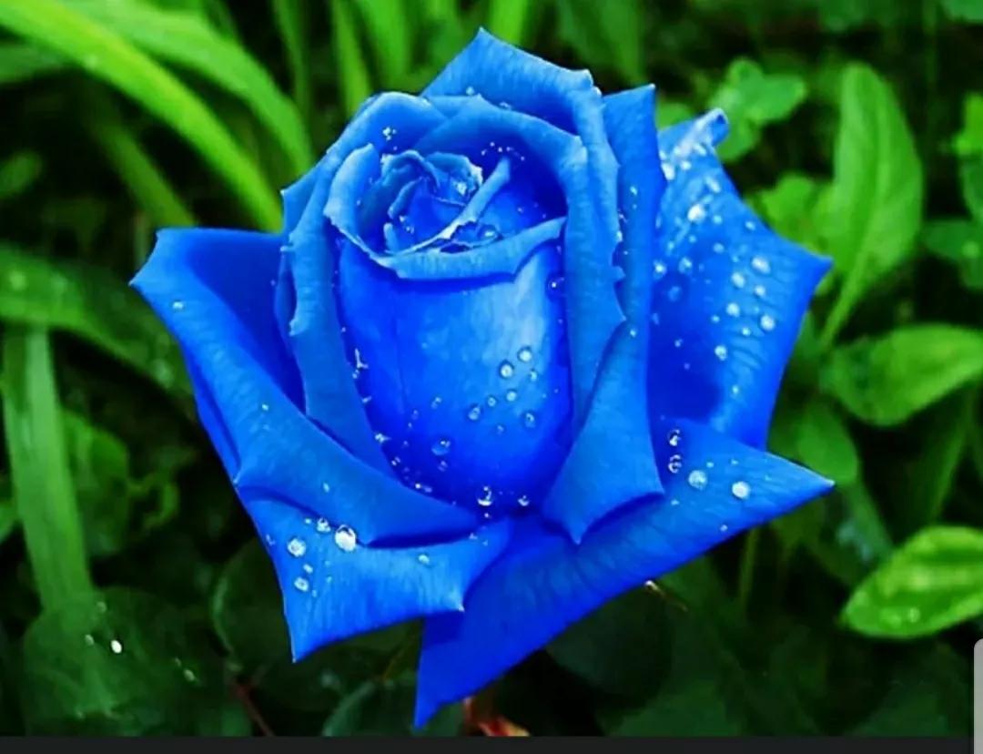 月季蔷薇玫瑰三者的区别图,蔷薇月季玫瑰的区别和联系