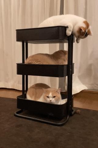 16个变态又实用的养猫妙招必看,养猫必看的100个技巧