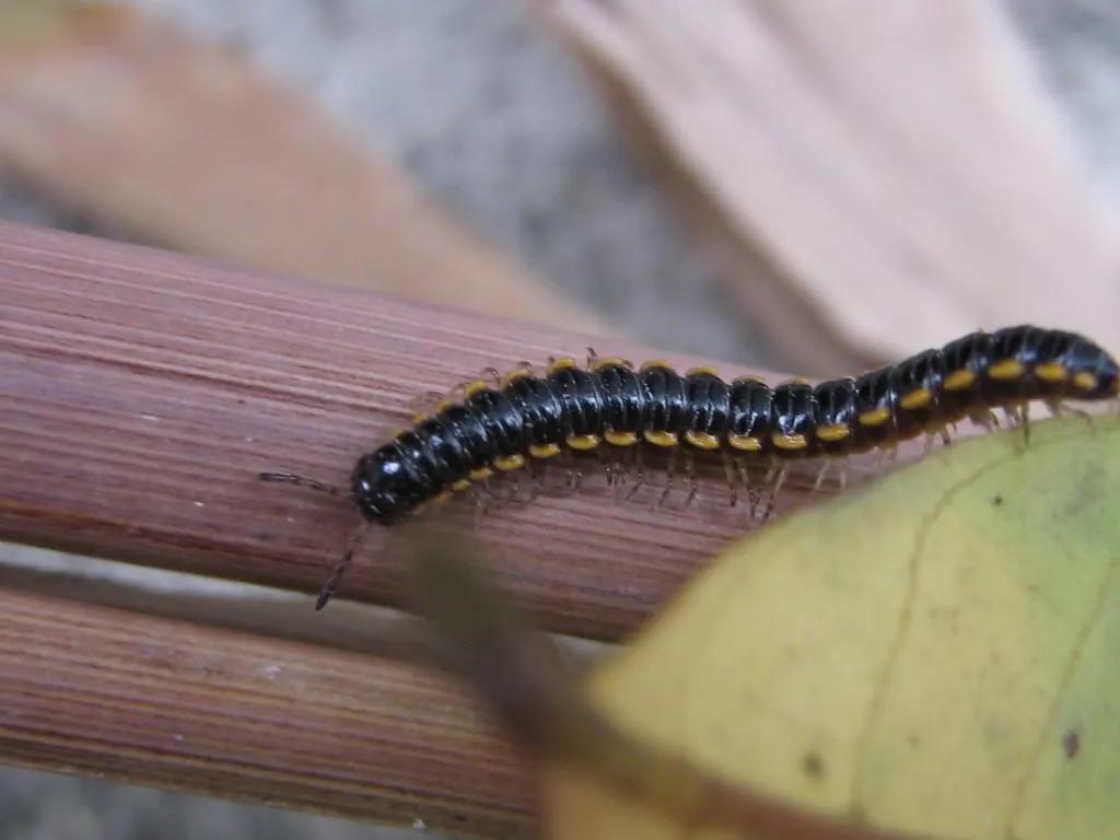 蜈蚣是叫千足虫还是百足虫,有点像蜈蚣又有点像百足虫