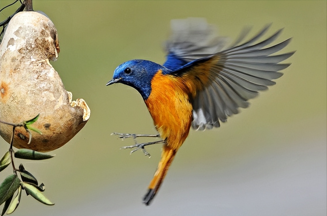 50张最佳鸟类摄影作品,鸟儿大全大图