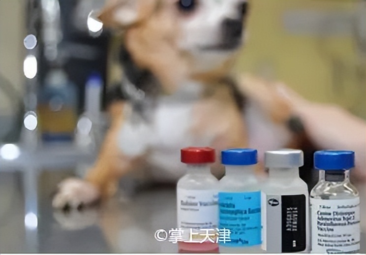 天津上狗证是免费打疫苗吗,在天津养狗需要办狗证吗