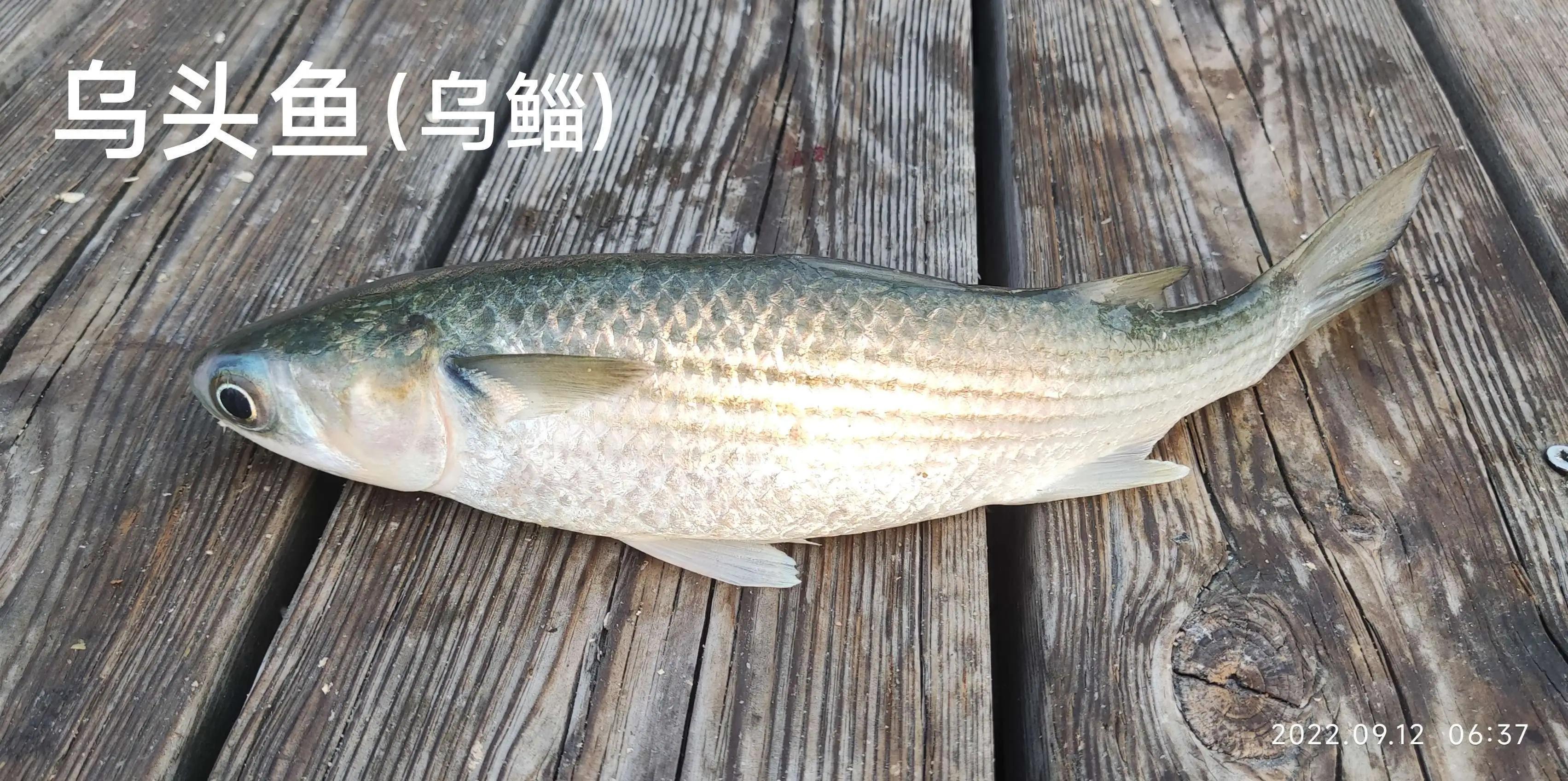20种常见海鱼,十大常见野生海鱼