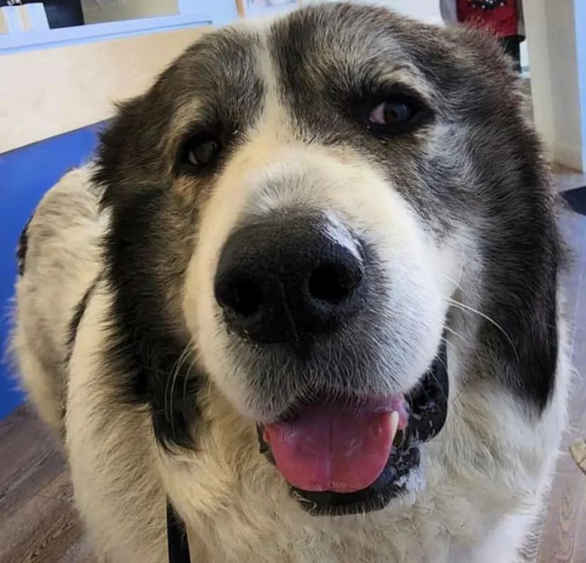 狗子坐飞机一秒钟被亲了八次，毛都快撸秃了…空姐：是不是轮到我