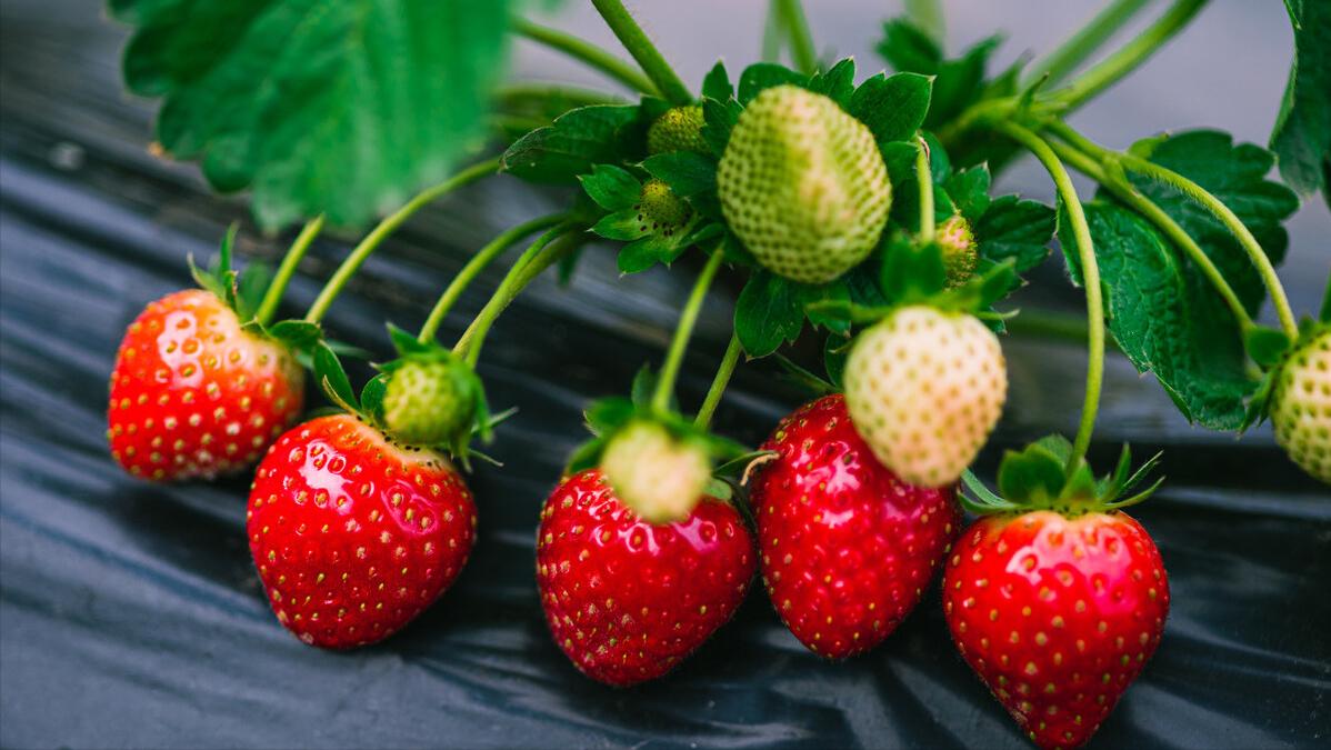 月经后有褐色分泌物并且小腹疼痛,月经过后右侧小腹疼痛是怎么回事