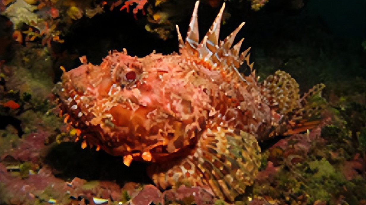 比巨齿鲨更恐怖的十种海怪,比巨齿鲨可怕的六种海怪