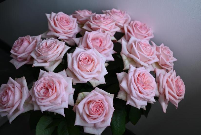 女神节送花的作品,女神节送什么花好看