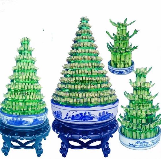 富贵竹茎叶青翠,大竹叶富贵竹