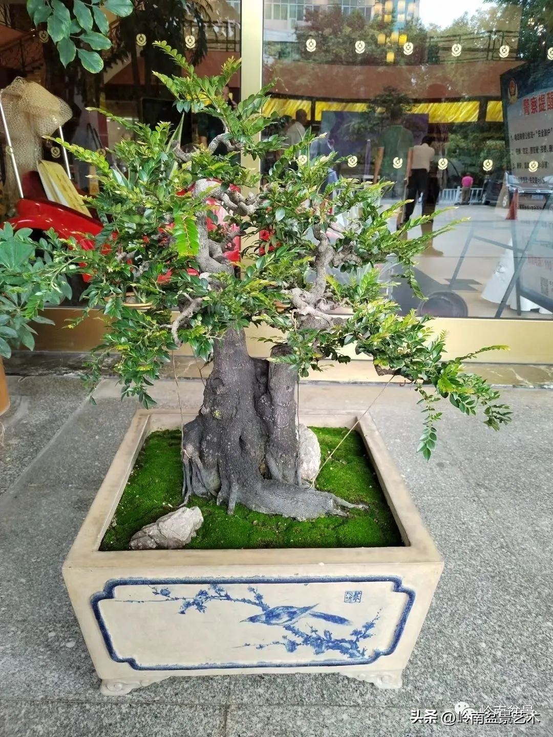 “不忘初心，开拓进取”——中山盆景协会第八届会员活动圆满成功