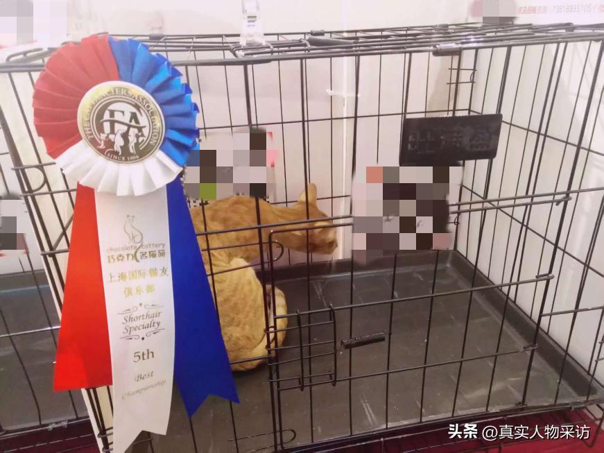 我，80后上海人，靠养猫一个月赚好几万，如今移民希腊，财务自由