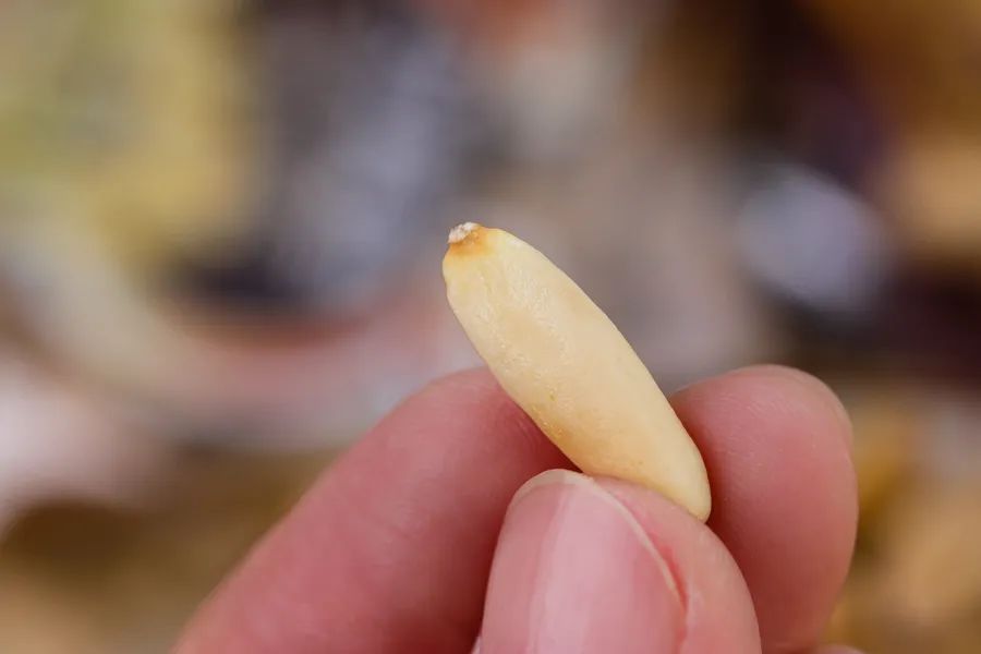 逛山姆一定要买会员卡吗,山姆会员店副卡值得买吗